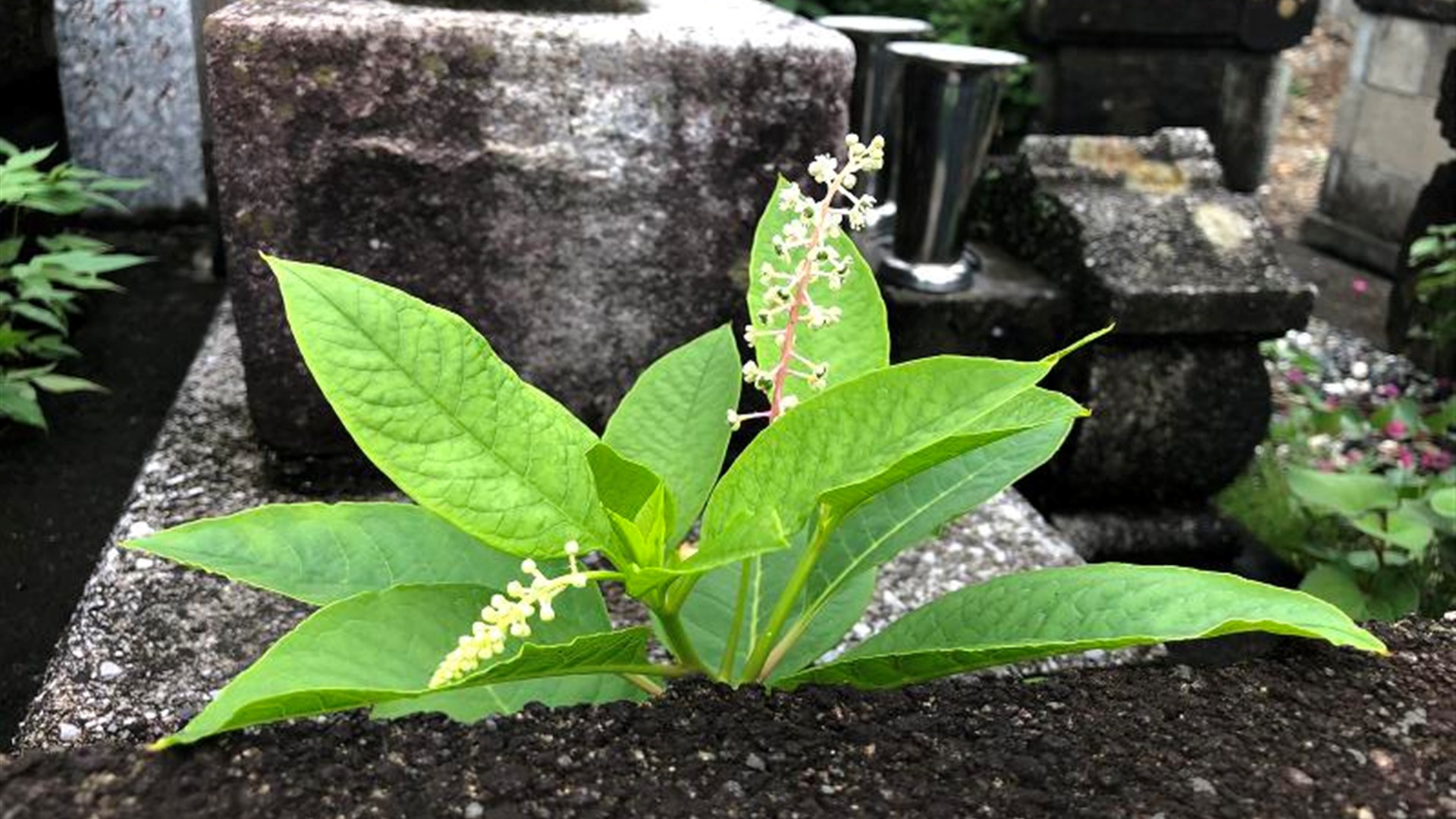 Kai Nakamura in action on the field